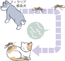 フィラリアに感染した犬から猫に映る様子